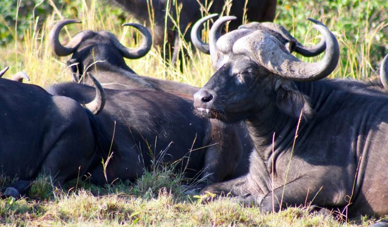 5 Days Maasai Mara & Amboseli Adventure