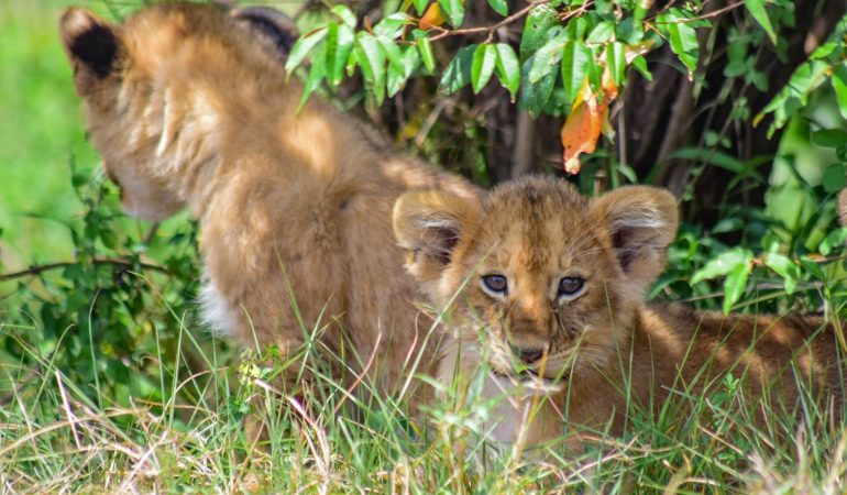 7 Days Maasai Mara & Great Migration Experience