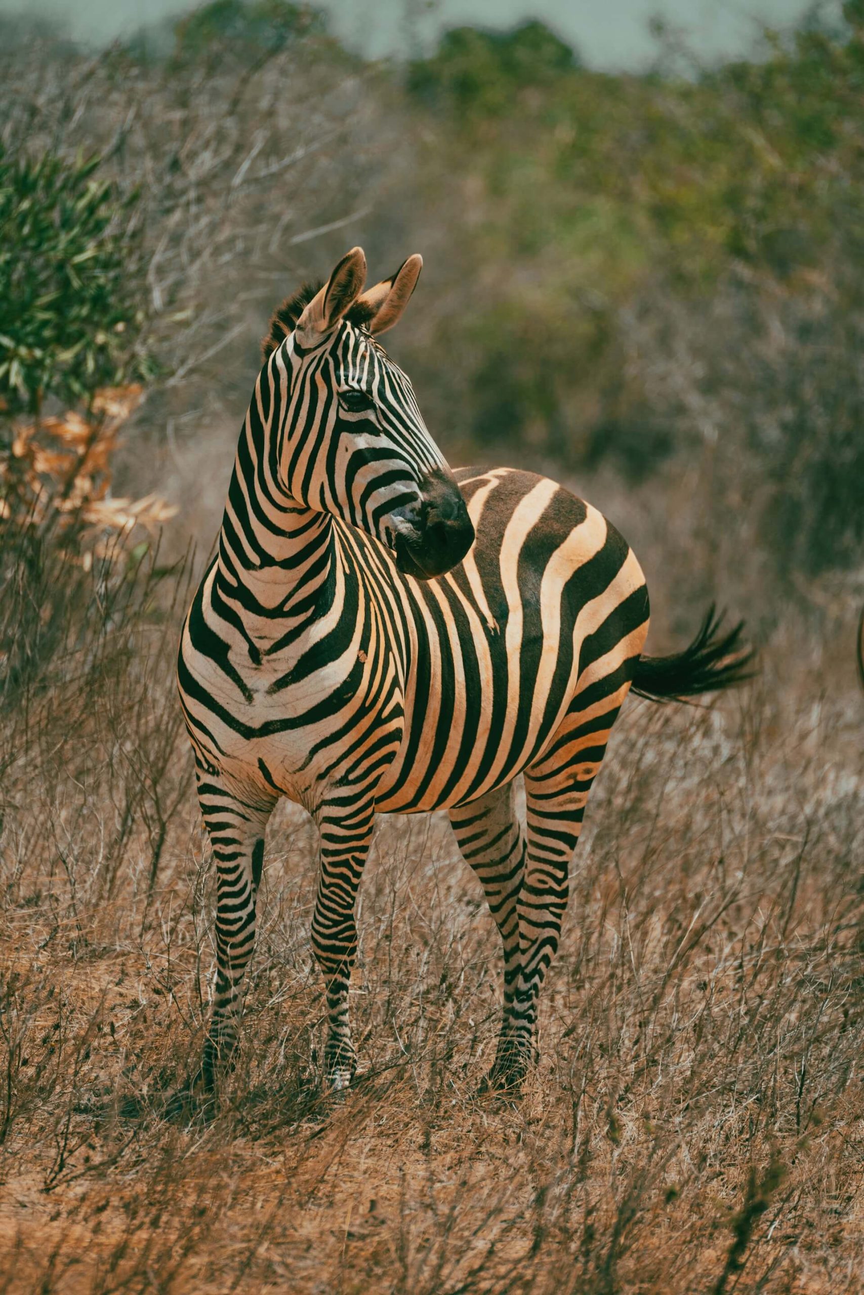 alessio-ciavattini-rllPVlQK1qc-unsplash