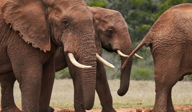 6 Days Maasai Mara, Nakuru & Naivasha Safari